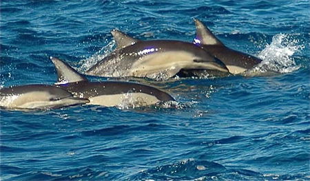 Dolphin Swim Australia - Accommodation Bookings 0