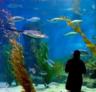 Melbourne Aquarium - Accommodation Bookings