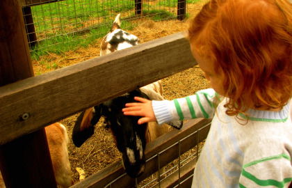 Collingwood Children's Farm - Accommodation Bookings 0