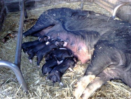 Collingwood Children's Farm - Accommodation Bookings 2