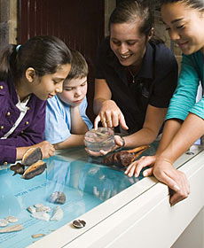 The Rocks Discovery Museum - Accommodation Bookings 3
