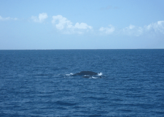 Carlo Fishing Charters - Accommodation Bookings 1