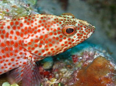 Snorkel Safari Brisbane - Accommodation Bookings 3