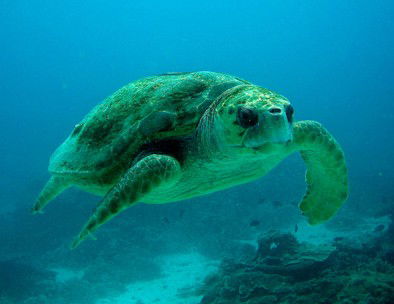 Snorkel Safari Brisbane - Accommodation Bookings 4
