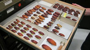 Western Australian Museum - Accommodation Bookings 1