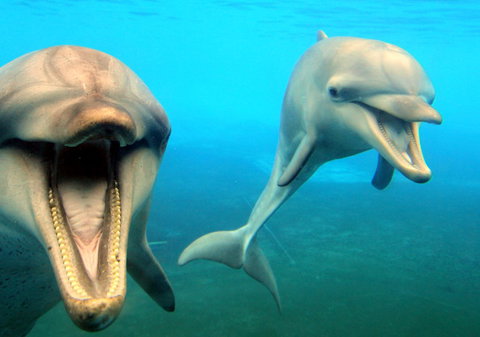 Dolphin Marine Magic - Accommodation Bookings 1