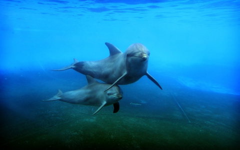 Dolphin Marine Magic - Accommodation Bookings 4