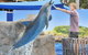 Dolphin Marine Magic - thumb 7