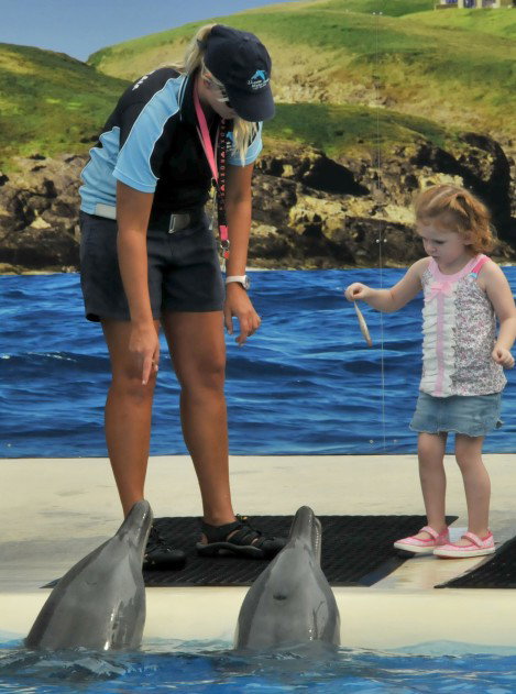 Dolphin Marine Magic - Accommodation Bookings 10