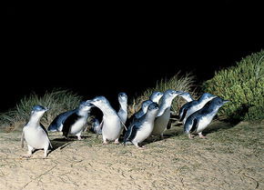 Phillip Island Penguin Parade - Accommodation Bookings 3