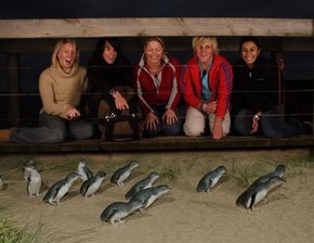 Phillip Island Penguin Parade - Accommodation Bookings 4