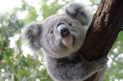 Lone Pine Koala Sanctuary - Accommodation Bookings 3