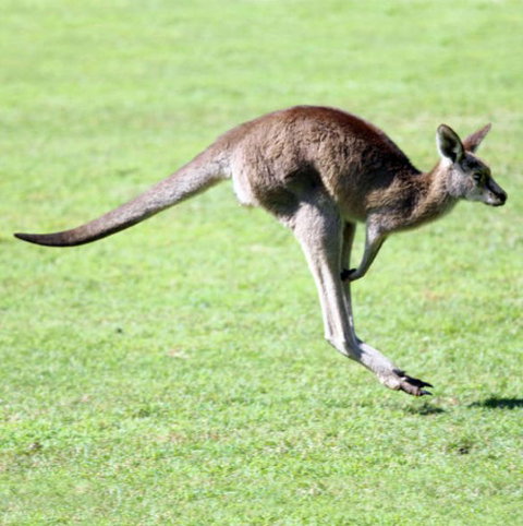 Lone Pine Koala Sanctuary - Accommodation Bookings 4