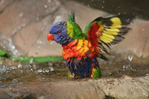 Lone Pine Koala Sanctuary - Accommodation Bookings 5