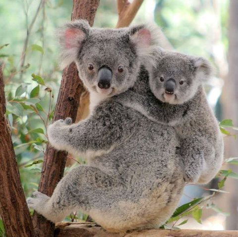 Lone Pine Koala Sanctuary - Accommodation Bookings 6