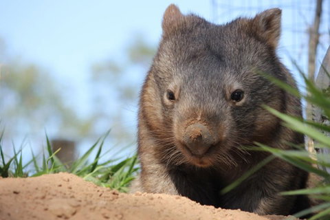 Lone Pine Koala Sanctuary - Accommodation Bookings 7