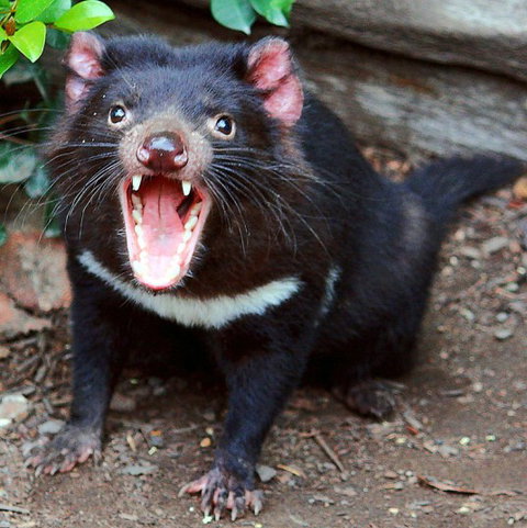 Lone Pine Koala Sanctuary - Accommodation Bookings 8