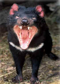 Zoo Doo Wildlife Park - Accommodation Bookings 4