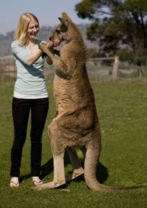 Zoo Doo Wildlife Park - Accommodation Bookings 5