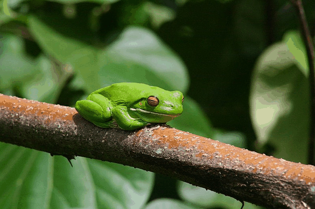 Bruce Belchers Daintree River Cruise - thumb 1