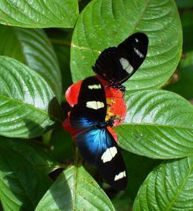Butterfly Farm - Accommodation Bookings 4