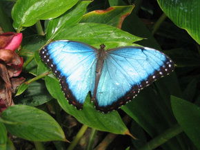 Butterfly Farm - Accommodation Bookings 5