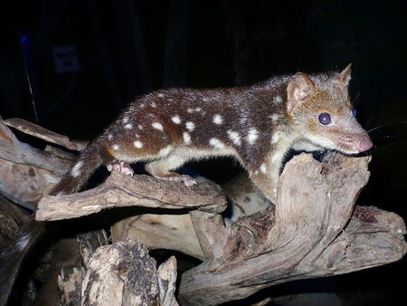 East Coast Natureworld - Accommodation Bookings 5