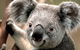 Potoroo Palace - thumb 0