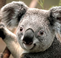 Potoroo Palace - Accommodation Bookings