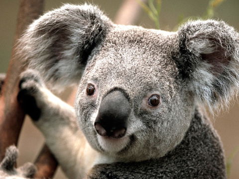 Potoroo Palace - Accommodation Bookings 0