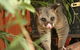 Potoroo Palace - thumb 3
