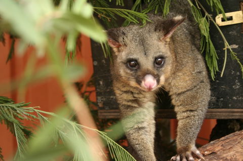 Potoroo Palace - Accommodation Bookings 3