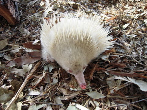 Potoroo Palace - Accommodation Bookings 4