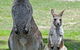 Potoroo Palace - thumb 5