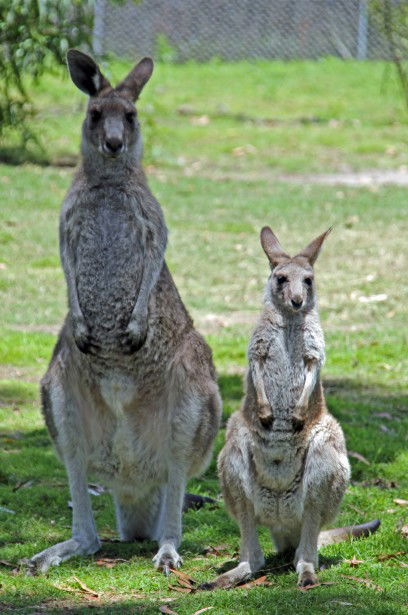 Potoroo Palace - Accommodation Bookings 5