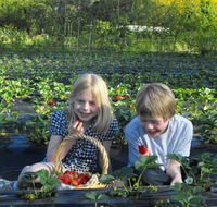 Blue Hills Berries  Cherries - Accommodation Bookings