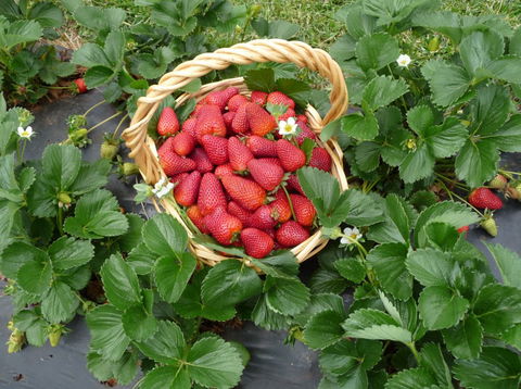 Blue Hills Berries & Cherries - Accommodation Bookings 3