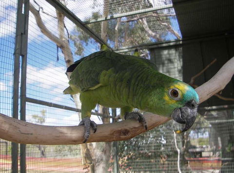 Darling Downs Zoo - Accommodation Bookings 1
