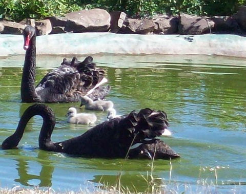 Darling Downs Zoo - Accommodation Bookings 3