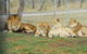 Darling Downs Zoo - thumb 4