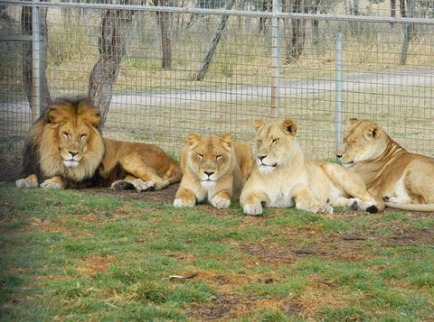 Darling Downs Zoo - Accommodation Bookings 4