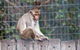 Darling Downs Zoo - thumb 5