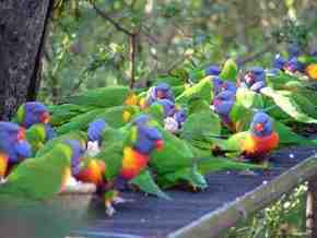 Gorge Wildlife Park - Accommodation Bookings 4