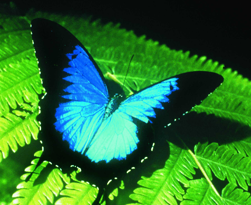 Australian Butterfly Sanctuary - Accommodation Bookings
