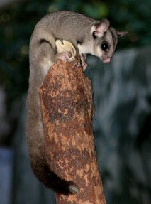 Currumbin Wildlife Sanctuary - Accommodation Bookings 3