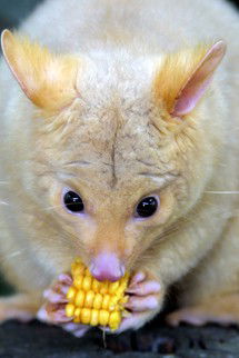 Currumbin Wildlife Sanctuary - Accommodation Bookings 4