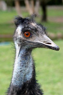 Currumbin Wildlife Sanctuary - Accommodation Bookings 5