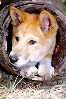 Currumbin Wildlife Sanctuary - Accommodation Bookings 6