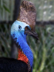 Currumbin Wildlife Sanctuary - Accommodation Bookings 8