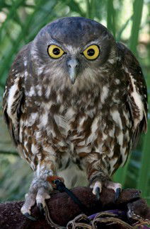 Currumbin Wildlife Sanctuary - Accommodation Bookings 9